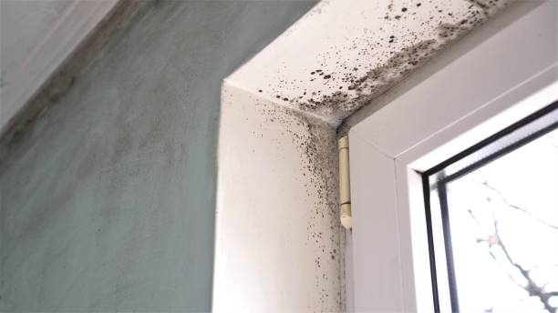 Best White Mold Remediation in Olmos Park, TX