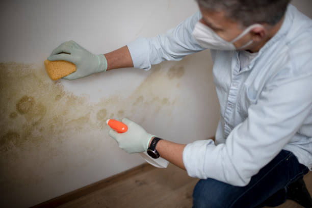 Best Crawl Space Mold Remediation in Olmos Park, TX
