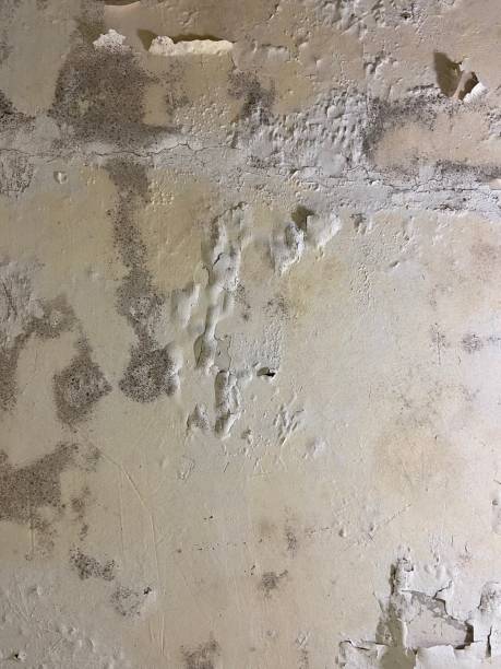 Best Basement Mold Remediation in Olmos Park, TX