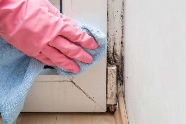 Best Industrial Mold Remediation in Olmos Park, TX